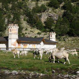 Vacche piemontesi al pascolo al Pian del Valasco (© Augusto Rivelli PNAM)