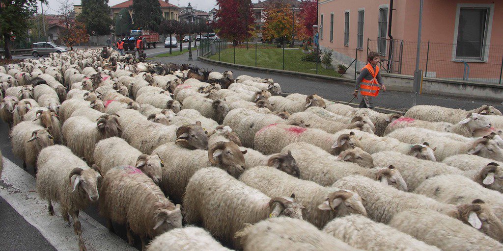 Pecore della razza roaschina-frabosana (© Nanni Villani PNAM)