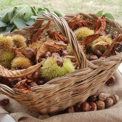 Un cesto di ricci e castagne (© Nanni Villani PNAM)