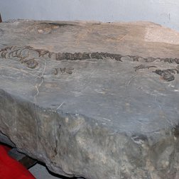 Fossili presso il museo di Guillaumes (© Guy Lombart PNM)