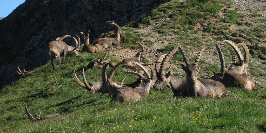 Un branco di stambecchi adulti nel Vallone di Moncolomb (© Enzo Piacenza PNAM)
