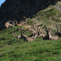 Un branco di stambecchi adulti nel Vallone di Moncolomb (© Enzo Piacenza PNAM)