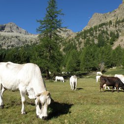Vacche all'alpeggio al Pian del Valasco (© Augusto Rivelli PNAM)