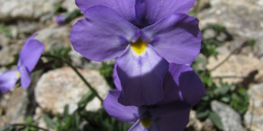 Viola Valderia a Terme di Valdieri (© Augusto Rivelli PNAM)