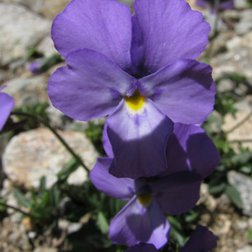 Viola Valderia a Terme di Valdieri (© Augusto Rivelli PNAM)