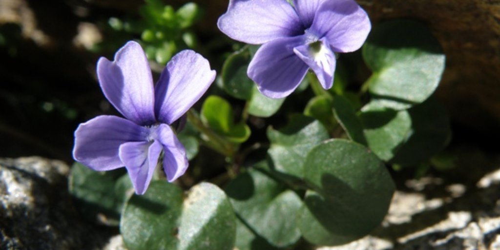 Viola Argenteria (© Augusto Rivelli PNAM)