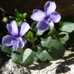 Viola Argenteria (© Augusto Rivelli PNAM)