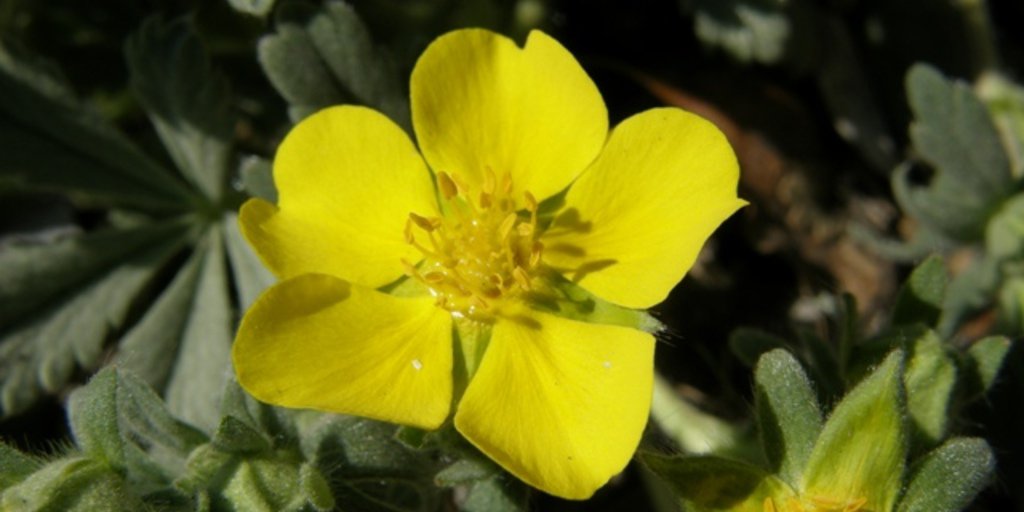 Potentilla Valderia nella Riserva Rocca San Giovanni-Saben (© Augusto Rivelli PNAM)