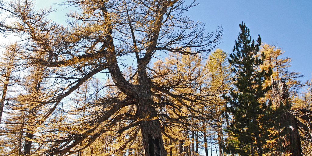 Vecchio larice in autunno (© Franck Guigo PNM)