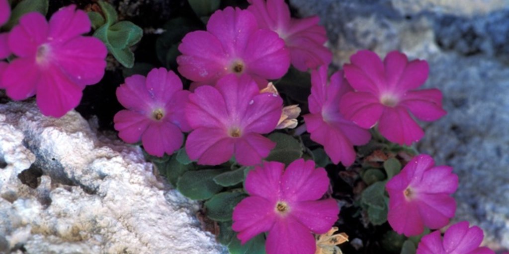Primula di Allionii (© Giorgio Pallavicini  )