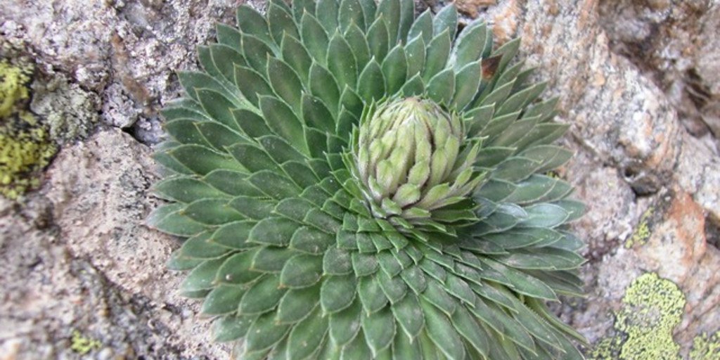 Rosetta basale di Sassifraga dell'Argentera (© Augusto Rivelli PNAM)