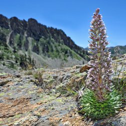 Sassifraga florulenta (Sassifraga dell'Argentera) (© Philippe Pierini PNM)