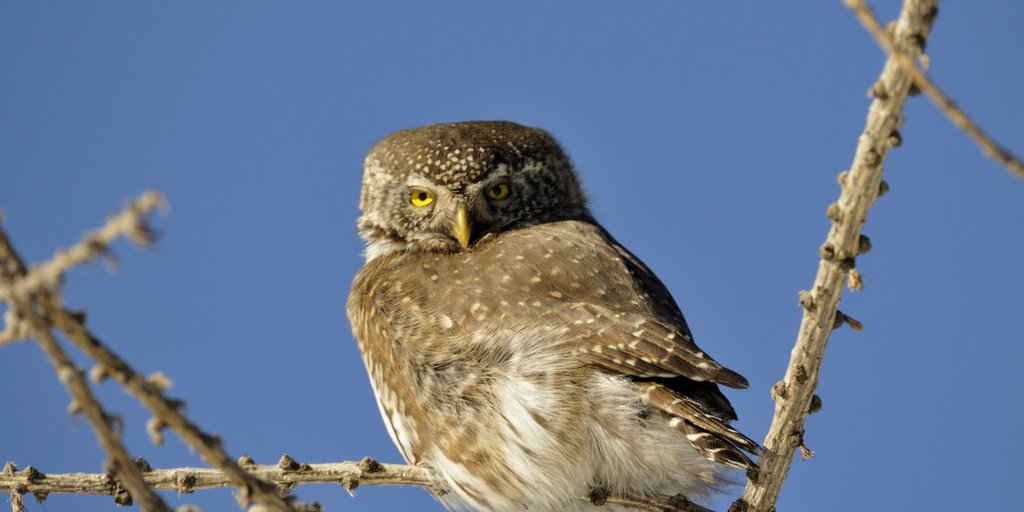 Civetta nana (© Jacques Blanc)