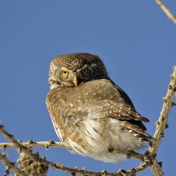 Civetta nana (© Jacques Blanc)