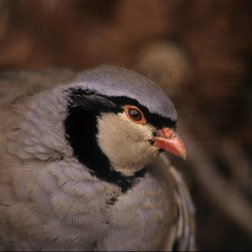 Coturnice (Alectoris graeca) (© Roberto Malacrida)