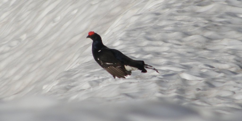 Gallo forcello maschio durante la stagione degli amori (© Claudio Giordano PNAM)