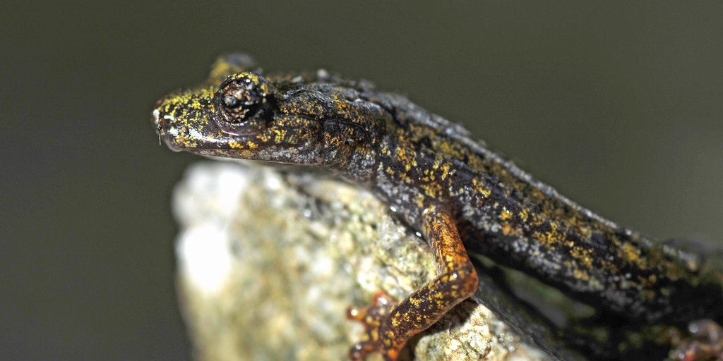 Geotritone di Strinati  (© Philippe Pierini PNM)