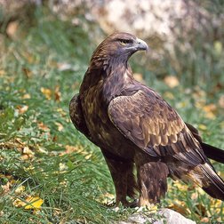Aquila reale  (© Christian Joulot PNM)