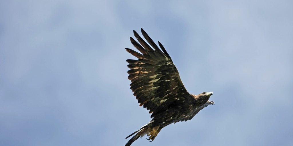 Aquila reale (© Michelangelo Giordano)