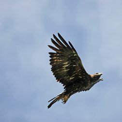Aquila reale (© Michelangelo Giordano)