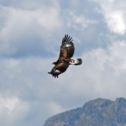 Giovane aquila reale in volo (© Philippe Pierini PNM)