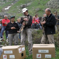 Rilascio gipeto 2010 (© Claudio Giordano PNAM)
