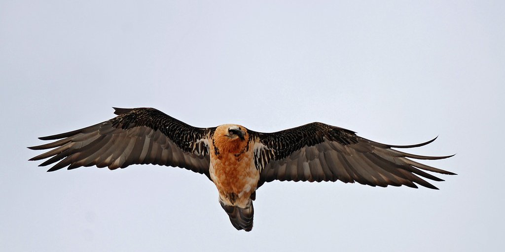Gipeto in volo (© François Breton PNM)