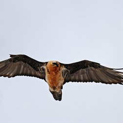 Gipeto in volo (© François Breton PNM)