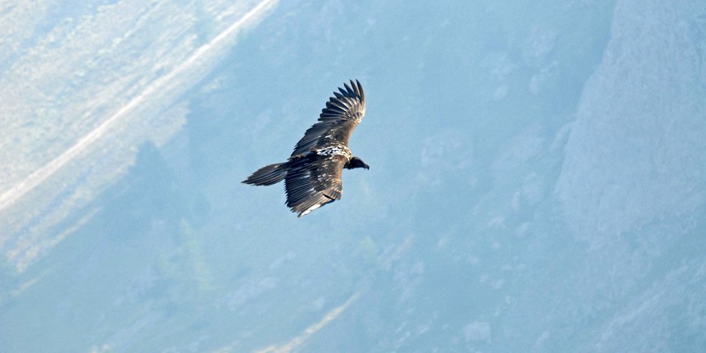 Gipeto immaturo in volo (© Patrick Arsan PNM)