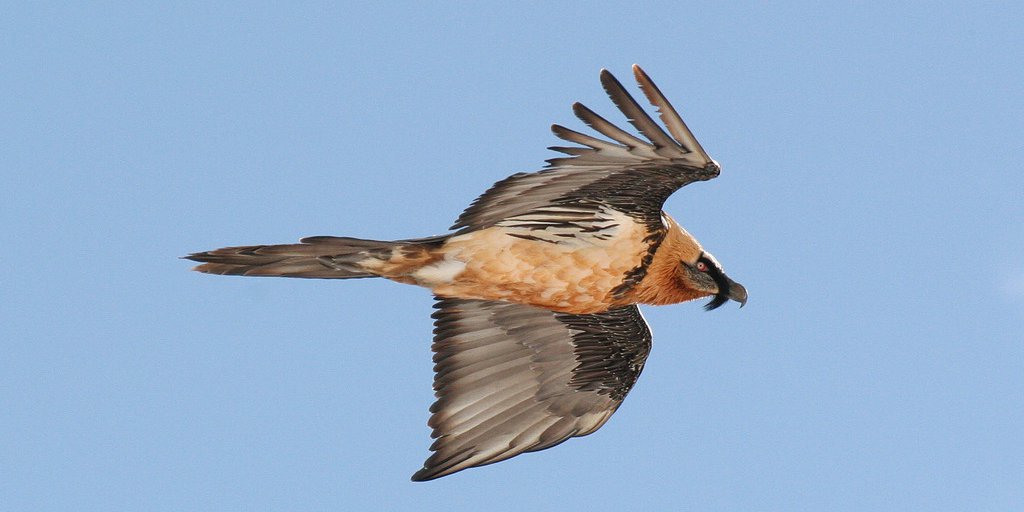 Gipeto in volo (© Christian Joulot PNM)