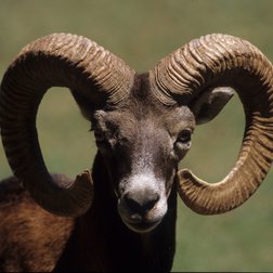 Primo piano di un maschio di muflone (© Roberto Malacrida)