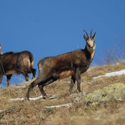 Maschi di camoscio in periodo riproduttivo (© Augusto Rivelli PNAM)