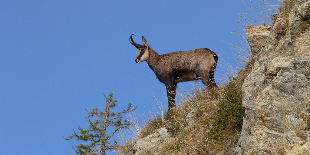 Camoscio con un cielo azzurro (© Olivier Laurent PNM)