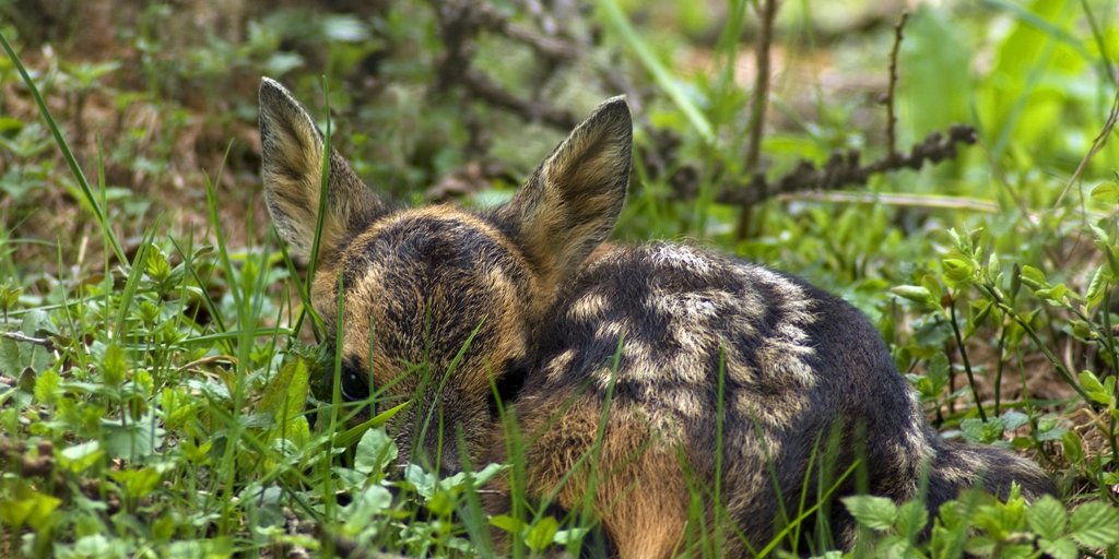Cucciolo di capriolo nel sottobosco (© Archivio PNAM)