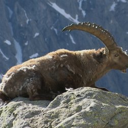 Stambecco maschio al Giàs Pantacreus durante la muta del pelo (© Augusto Rivelli PNAM)