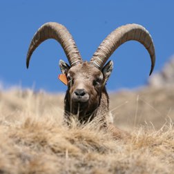 Stambecco maschio con marca auricolare (© Michelangelo Giordano)