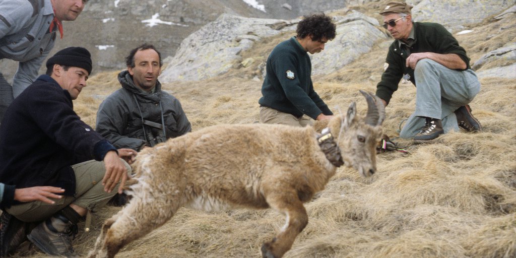 Operazione di reintroduzione del stambecco delle Alpi all'inizio degli anni 1980 (© Archives PNM)