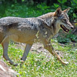 Lupo   (© Philippe Pierini PNM)