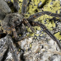 Vesubia jugorum (© Francesco Tomasinelli)