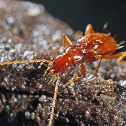 Doderotrechus ghiliani isaiaii (endemico) (© Francesco Tomasinelli)