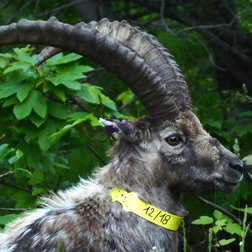 Lo stambecco Romeo (25 giugno 2018) fotografato nel Vallone Rovina da Maddalena Veronese.