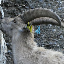 John, fotografato da Maddalena Veronese al Lago Rovina il 25 giugno 2018.