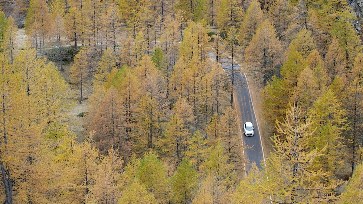 Veduta aerea della strada del Colle della Lombarda immersa in un bosco di larici dorati in autunno. Al centro dell’immagine una piccola automobile bianca percorre la strada sinuosa, circondata da alberi dalle sfumature giallo-oro e arancio. Autore: Giorgio Bernardi. Fine descrizione dell'immagine.