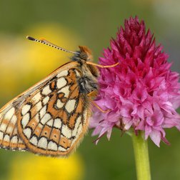 Una farfalla posata su una nigritella (Nigritella nigra) fiore della famiglia delle Orchidaceae (PNAM)