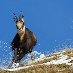 Maschio di camoscio (A. Rivelli/PNAM)