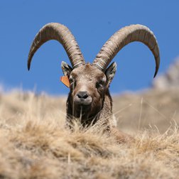 Un maschio di stambecco con marca auricolare