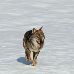 Lupo (M. Giordano/PNAM)