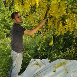 Marco Isaia, esperto di ragni, scuote i rami di un maggiociondolo nell’intento di raccogliere ragni arboricoli, Parco Naturale Alpi Marittime (F. Tomasinelli)