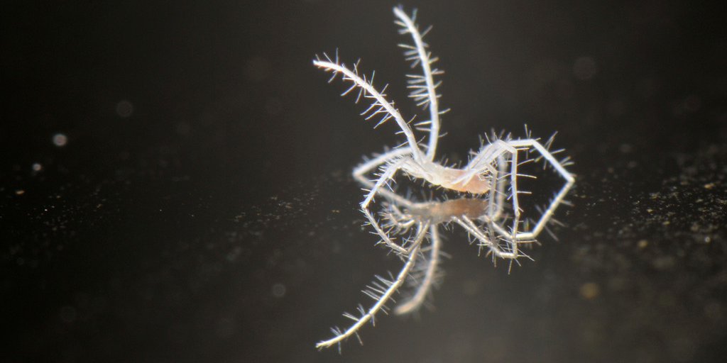 <em>Troglocheles lanai</em>, la nuova specie di acaro trovata in una grotta del Parco Alpi Marittime (F. Tomasinelli)