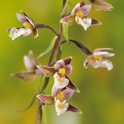 Elleborina palustre (<em>Epipactis palustris</em>). Foto di F. Tomasinelli.